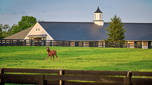 Horse running in a field in front of a horse barn - Wynstride