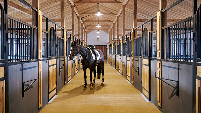 Horse standing inside a horse barn with rows of stalls on either side - Wynstride