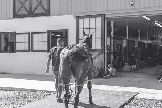 Horse and trainer entering a racing facility