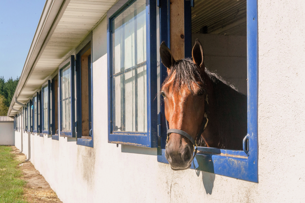 Race horse looking out of stall window