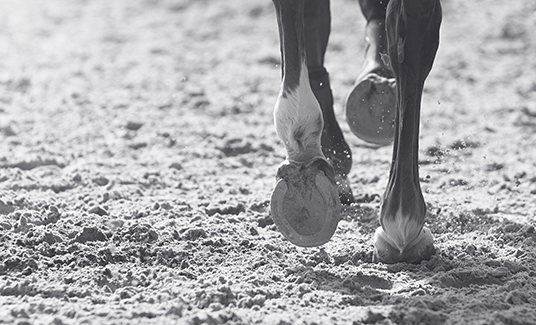 Closeup of horse hooves while horse is walking in sand - Wynstride