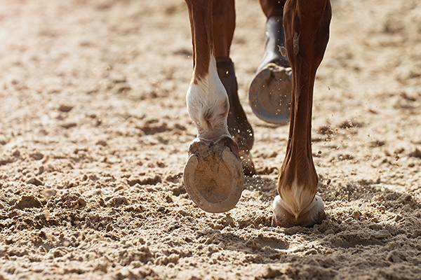 Horse running in an exercise track