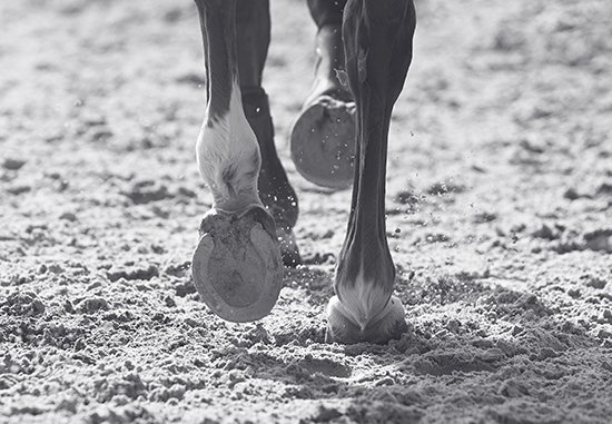 Horse in exercise track