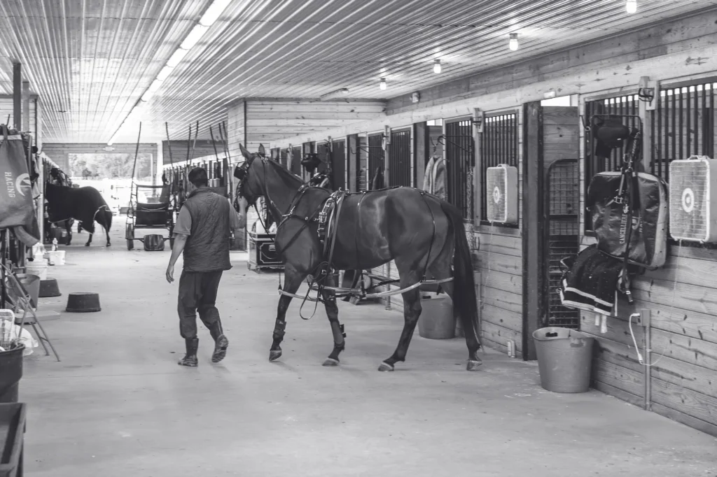 Black and White Horse Preparation in Stable